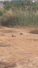 Streptopelia senegalensis