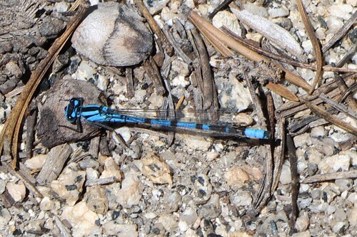 iNaturalist observation photo of Bluets