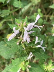 Hypoestes aristata alba