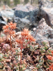 author not stated, no rights reserved Sedum oregonense, photograph author not stated, no rights reserved
