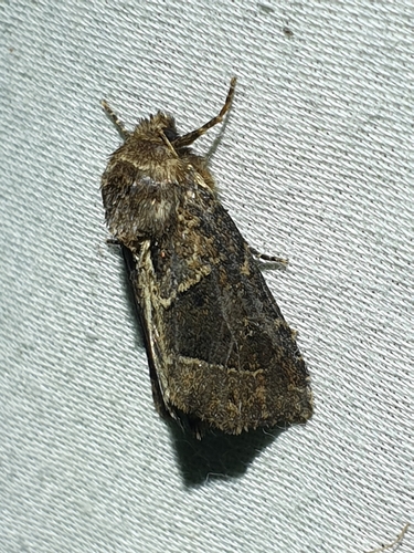 obtuse sedge borer (Oligia obtusa)