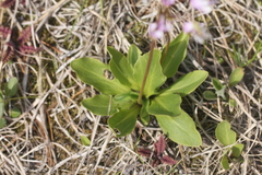 Primula meadia