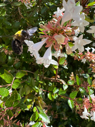 Appendiculate Carpenter Bee