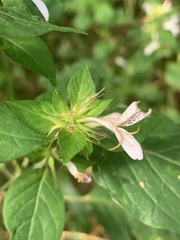 Hypoestes aristata alba