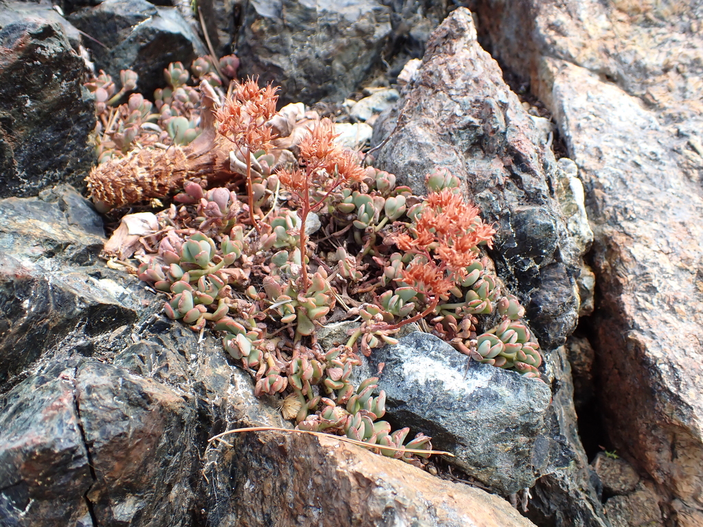 Sedum oregonense; photograph author not stated, no rights reserved