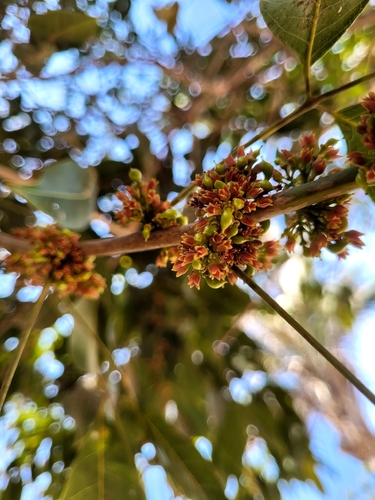 Protium heptaphyllum, 2026-08-27