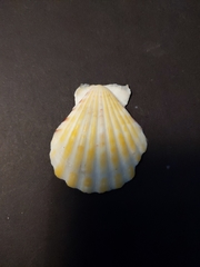 Bractechlamys vexillum