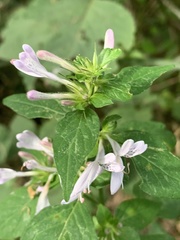 Hypoestes aristata alba