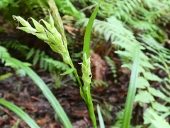 Carex hendersonii