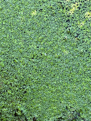 Lemna minuta, photograph (c) Jose Gutierrez Higa, some rights reserved (CC BY)