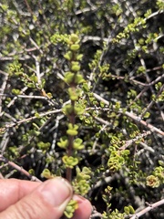 Ceanothus cuneatus
