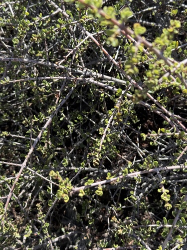 Ceanothus cuneatus, photograph 2