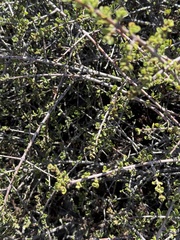 (c) Devon Bradley, some rights reserved (CC BY) Ceanothus cuneatus, photograph (c) Devon Bradley, some rights reserved (CC BY)