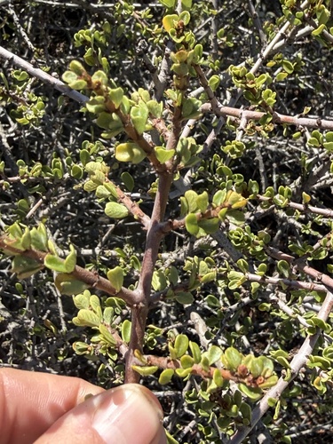 Ceanothus cuneatus, photograph 3