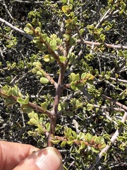 (c) Devon Bradley, some rights reserved (CC BY) Ceanothus cuneatus, photograph (c) Devon Bradley, some rights reserved (CC BY)
