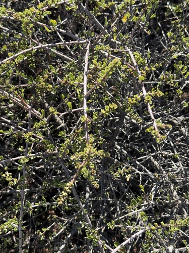 Ceanothus cuneatus, photograph 4