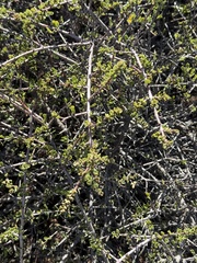 (c) Devon Bradley, some rights reserved (CC BY) Ceanothus cuneatus, photograph (c) Devon Bradley, some rights reserved (CC BY)