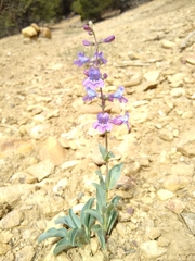 Penstemon lentus