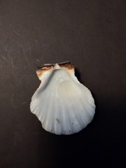 Bractechlamys vexillum