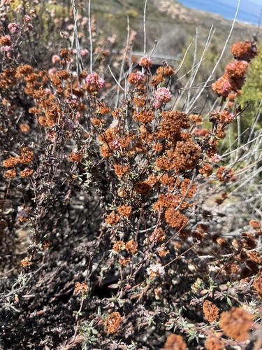 Eriogonum parvifolium, photograph 3