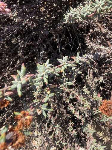 Eriogonum parvifolium, photograph 4