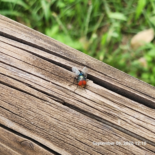 Oriental Latrine Fly
