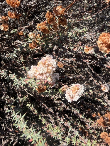 Eriogonum parvifolium, photograph 5