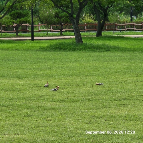 Common Hoopoe