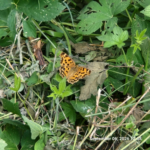 Asian Comma