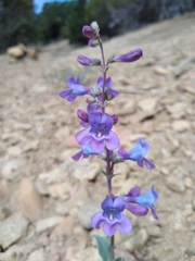 Penstemon lentus