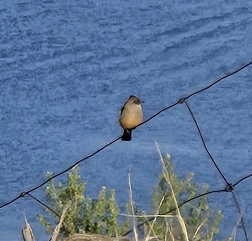 Say's Phoebe