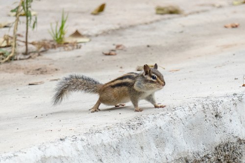 Siberian Chipmunk