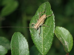 Uromenus brevicollis