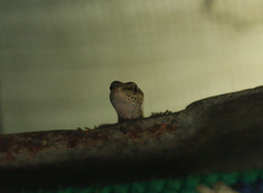 Saproscincus spectabilis