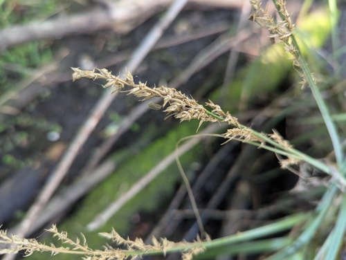 Carex crus-corvi, photograph 2