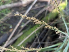 (c) Ryan Sorrells, some rights reserved (CC BY) Carex crus-corvi, photograph (c) Ryan Sorrells, some rights reserved (CC BY)