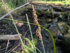 Carex crus-corvi