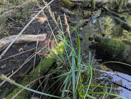 Carex crus-corvi, photograph 1