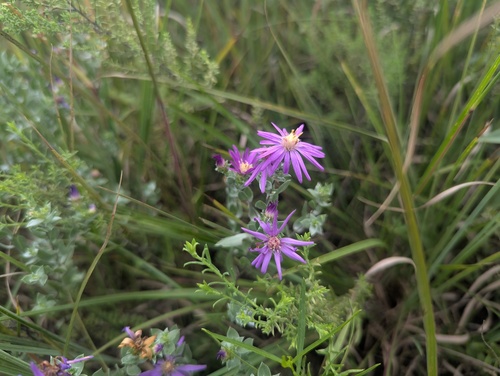 Symphyotrichum sericeum, photograph 6