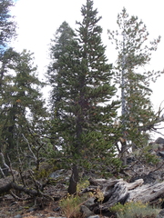 Pinus balfouriana, photograph author not stated, no rights reserved