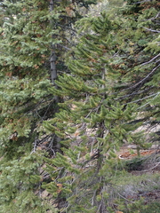 Pinus balfouriana, photograph author not stated, no rights reserved