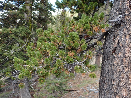 Pinus balfouriana, photograph 2