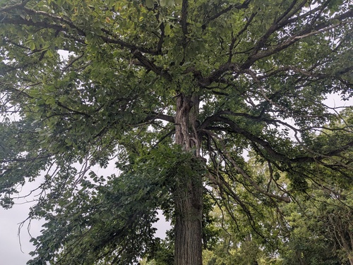 Ulmus thomasii