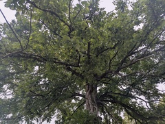 Ulmus thomasii, photograph (c) Ryan Sorrells, some rights reserved (CC BY)