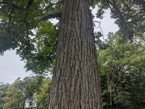 Ulmus thomasii, photograph 2