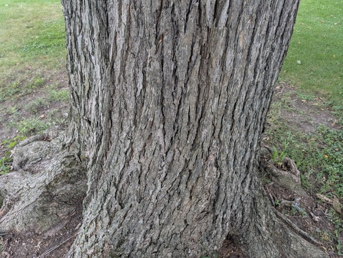 Ulmus thomasii, photograph 3