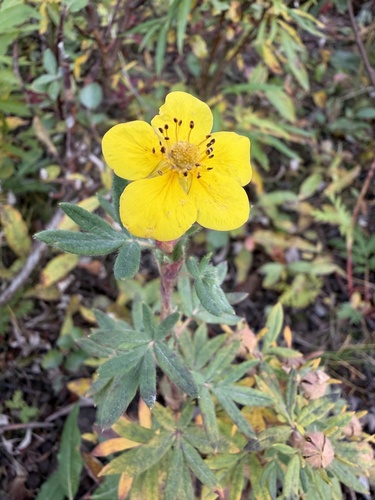 shrubby cinquefoil
