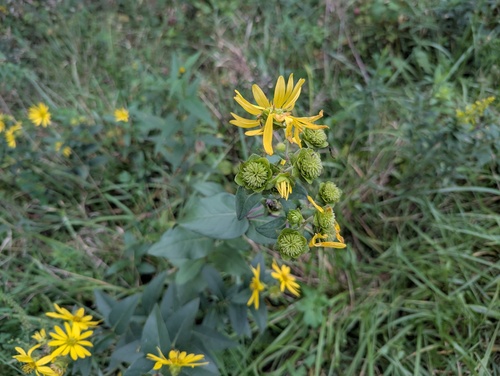 Silphium integrifolium, photograph 5