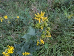 Silphium integrifolium, photograph (c) Ryan Sorrells, some rights reserved (CC BY)