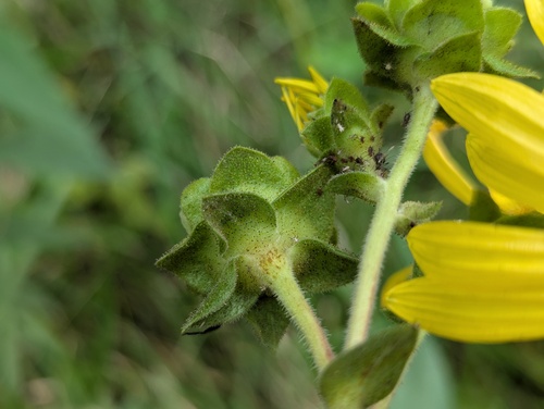 Silphium integrifolium, photograph 6